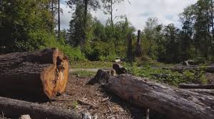 Best Lot and Land Clearing  in , WV