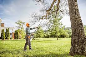 Best Tree Cabling and Bracing  in , WV