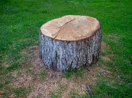 Best Emergency Tree Removal  in , WV