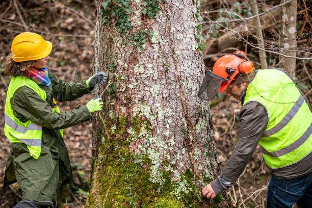Best Stump Grinding and Removal  in , WV
