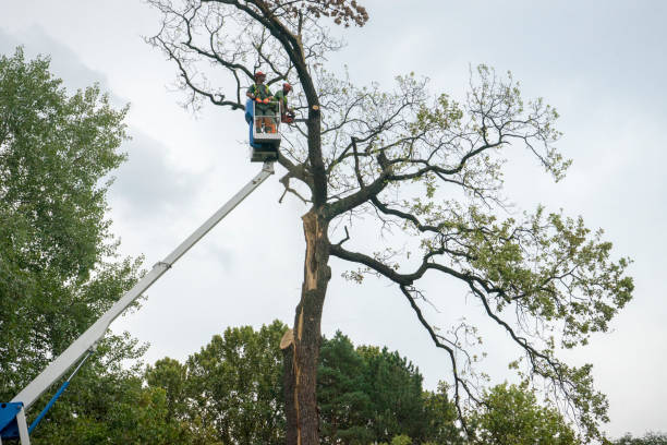 Best Commercial Tree Services  in , WV