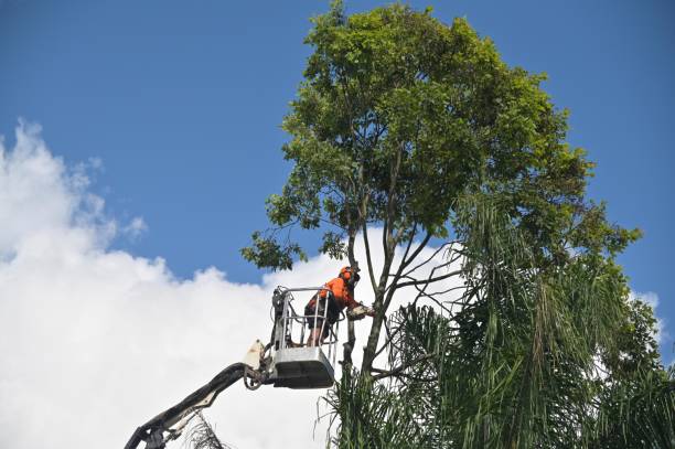 Best Storm Damage Tree Cleanup  in , WV