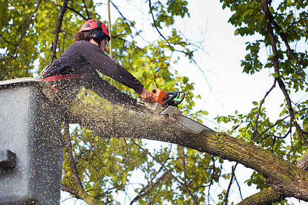  , WV Tree Care Pros