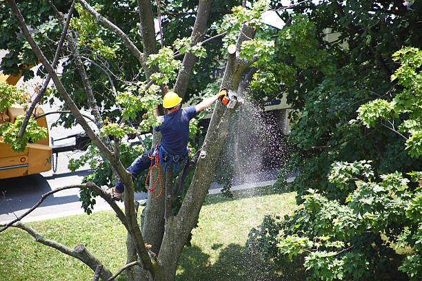 Best Tree Risk Assessment  in , WV