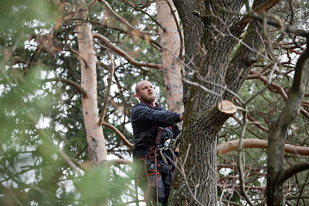Best Tree Preservation Services  in , WV