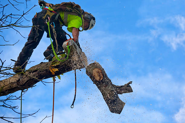 Best Arborist Consultation Services  in , WV