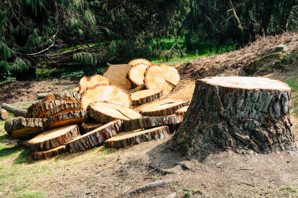 Best Seasonal Cleanup (Spring/Fall)  in , WV